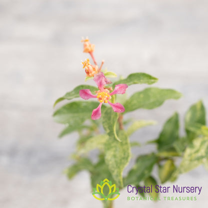 Malpighia glabra 'Barbados Cherry' Variegated