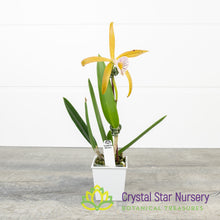 Brassocattleya Veludosa