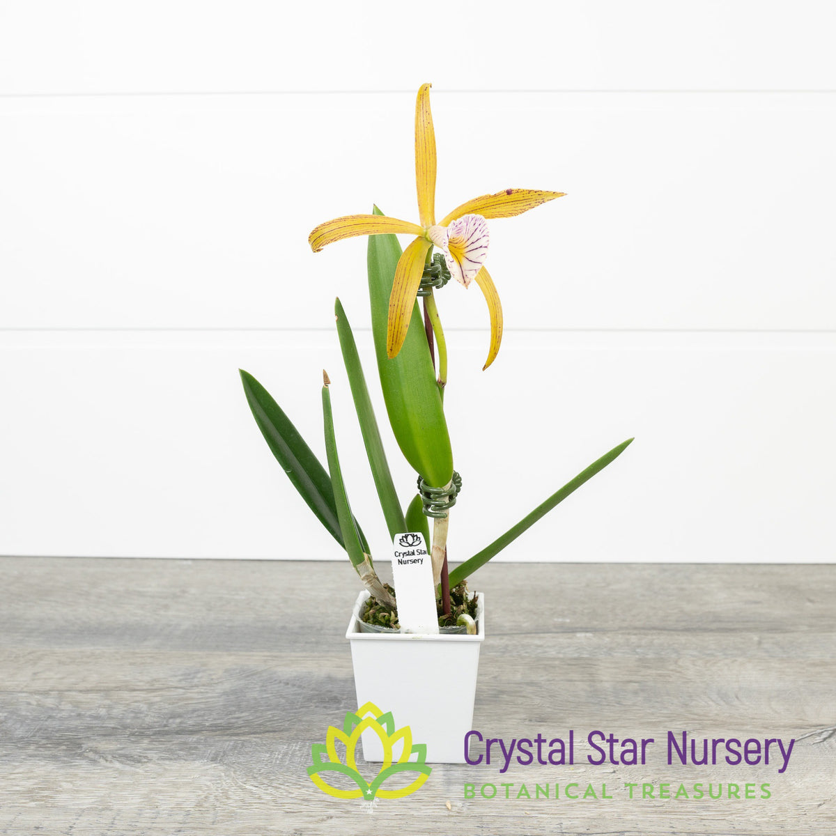 Brassocattleya Veludosa