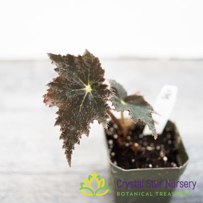 Begonia 'Black Velvet'