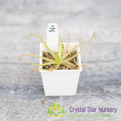 Pinguicula Gypsicola x Moctezumae