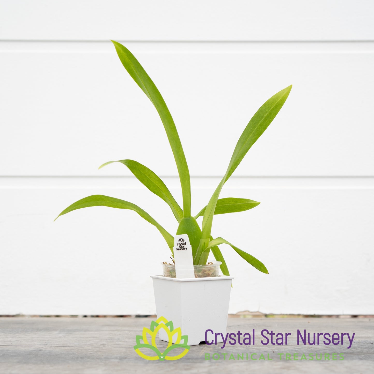 Bllra. Big Shot ‘Hilo Sparkle’ (H961)