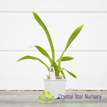 Bllra. Big Shot ‘Hilo Sparkle’ (H961)
