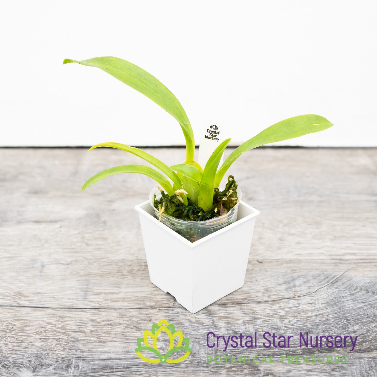 Oncidium Speckle Spire ‘Snowflake’ (H969)