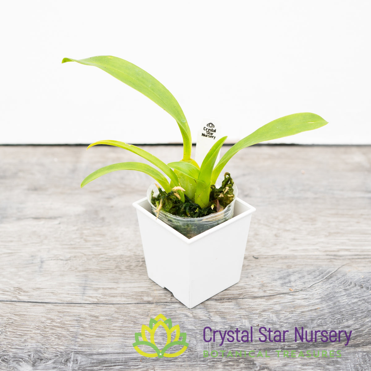 Oncidium Speckle Spire ‘Snowflake’ (H969)