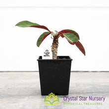 Euphorbia millotii