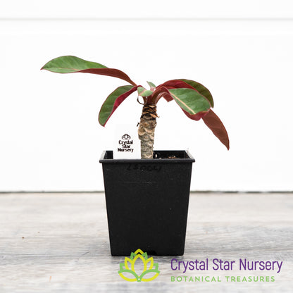 Euphorbia millotii
