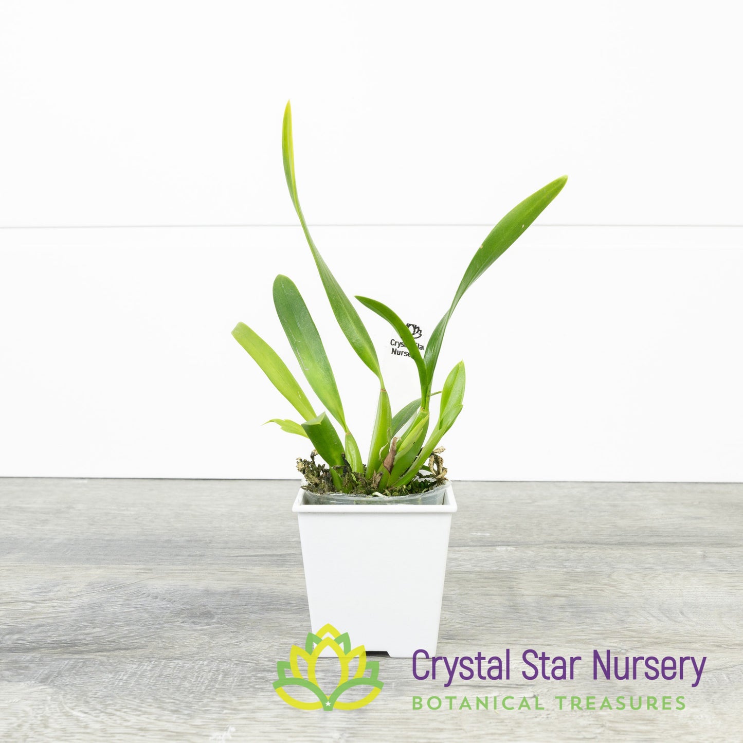 Oncidium Croesus (OM55)