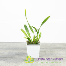 Oncidium Croesus (OM55)