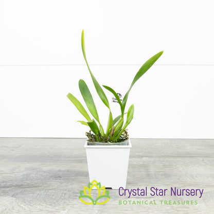 Oncidium Croesus (OM55)