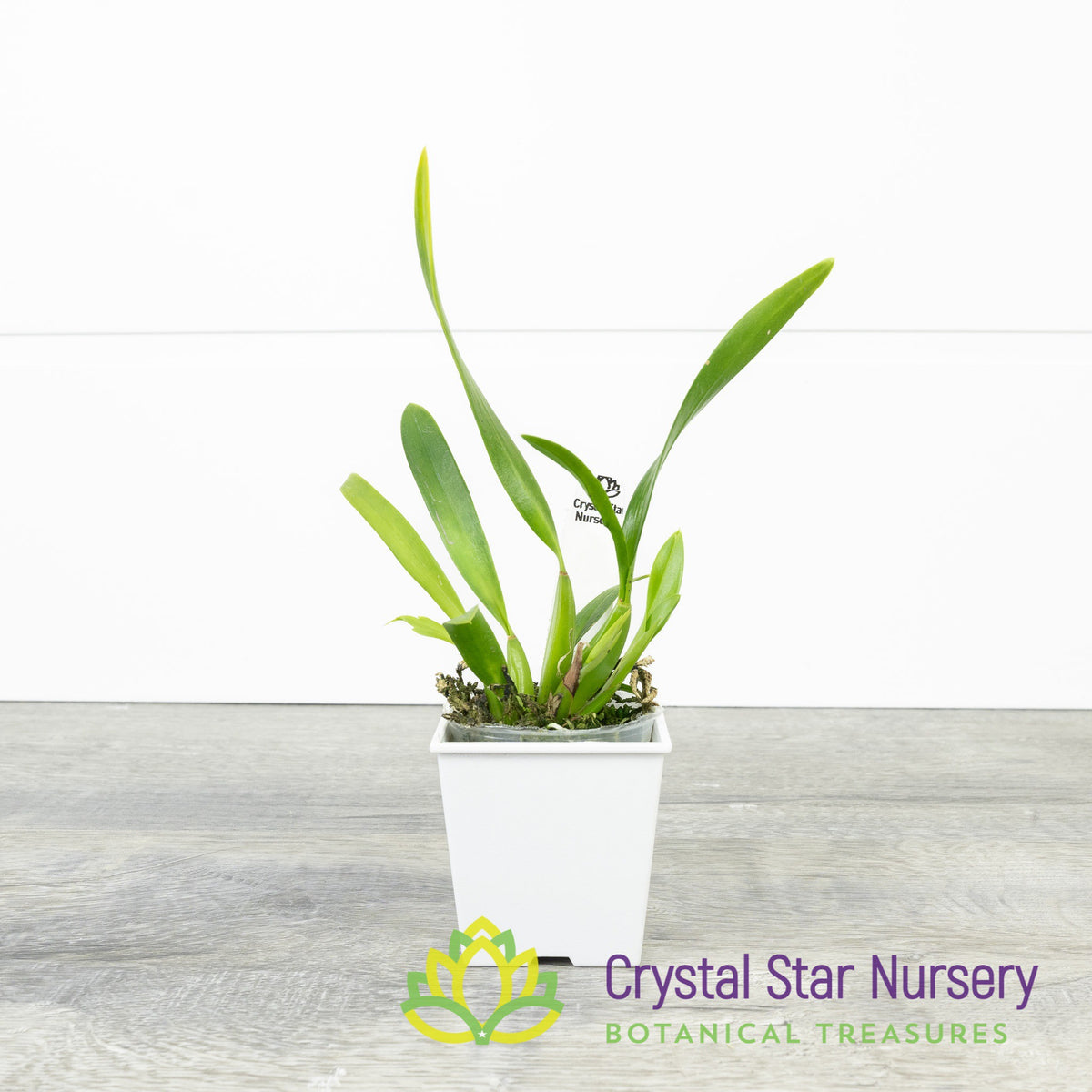 Oncidium Croesus (OM55)