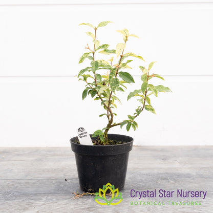 Malpighia glabra 'Barbados Cherry' Variegated