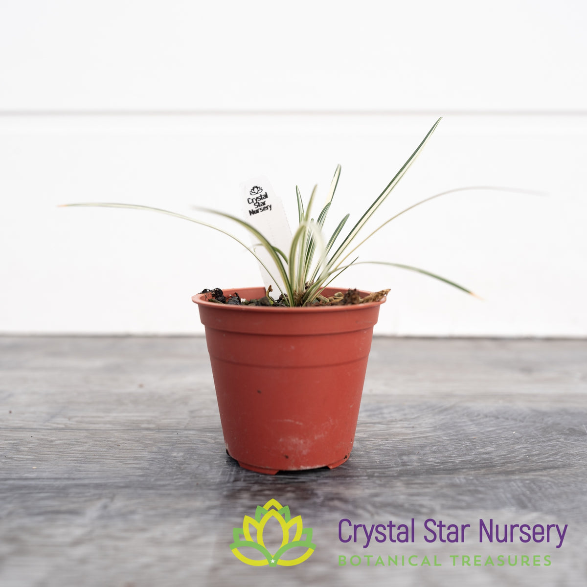 Ophiopogon Planiscapus Variegated
