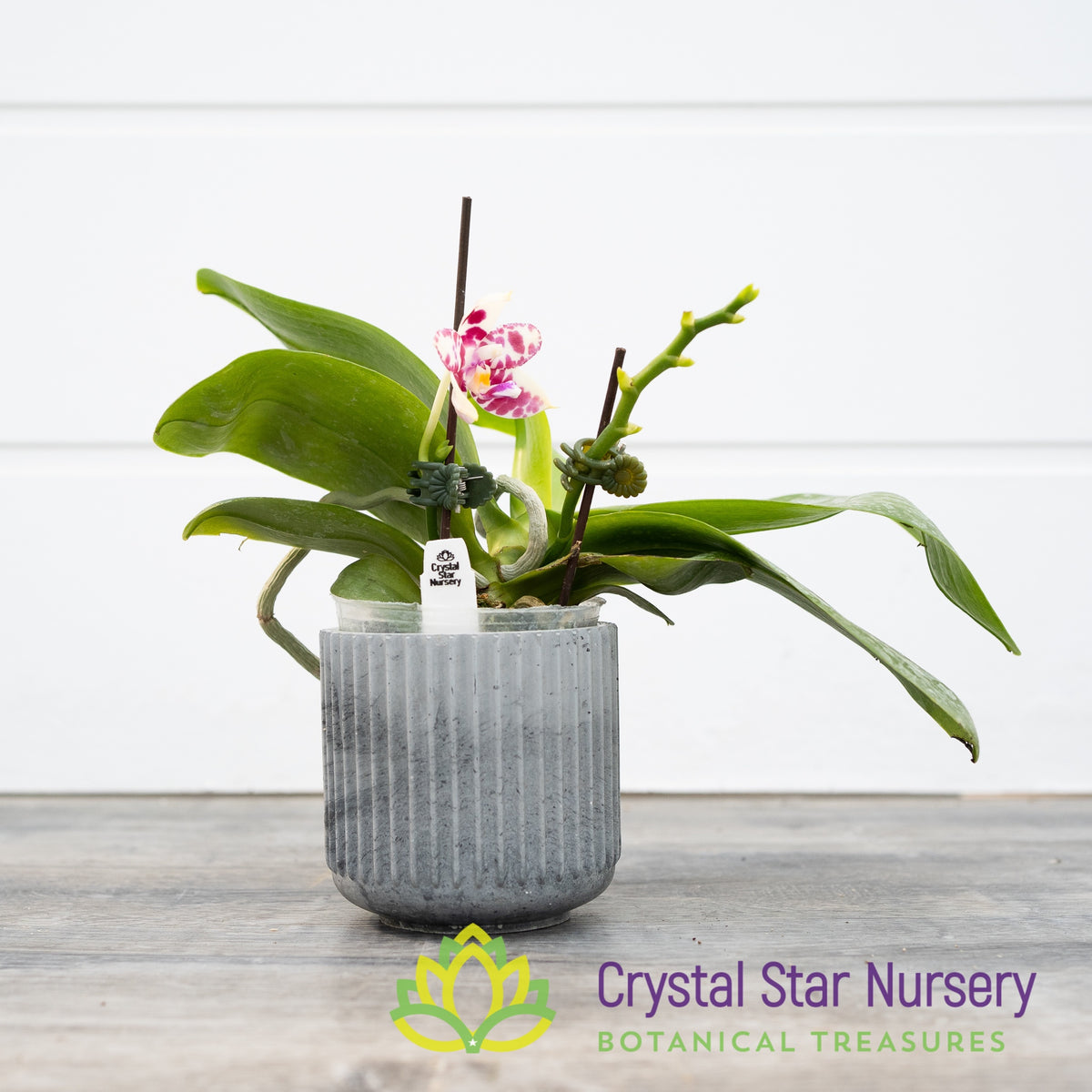 Phalaenopsis KS Super Zebra &#39;Victory&#39;
