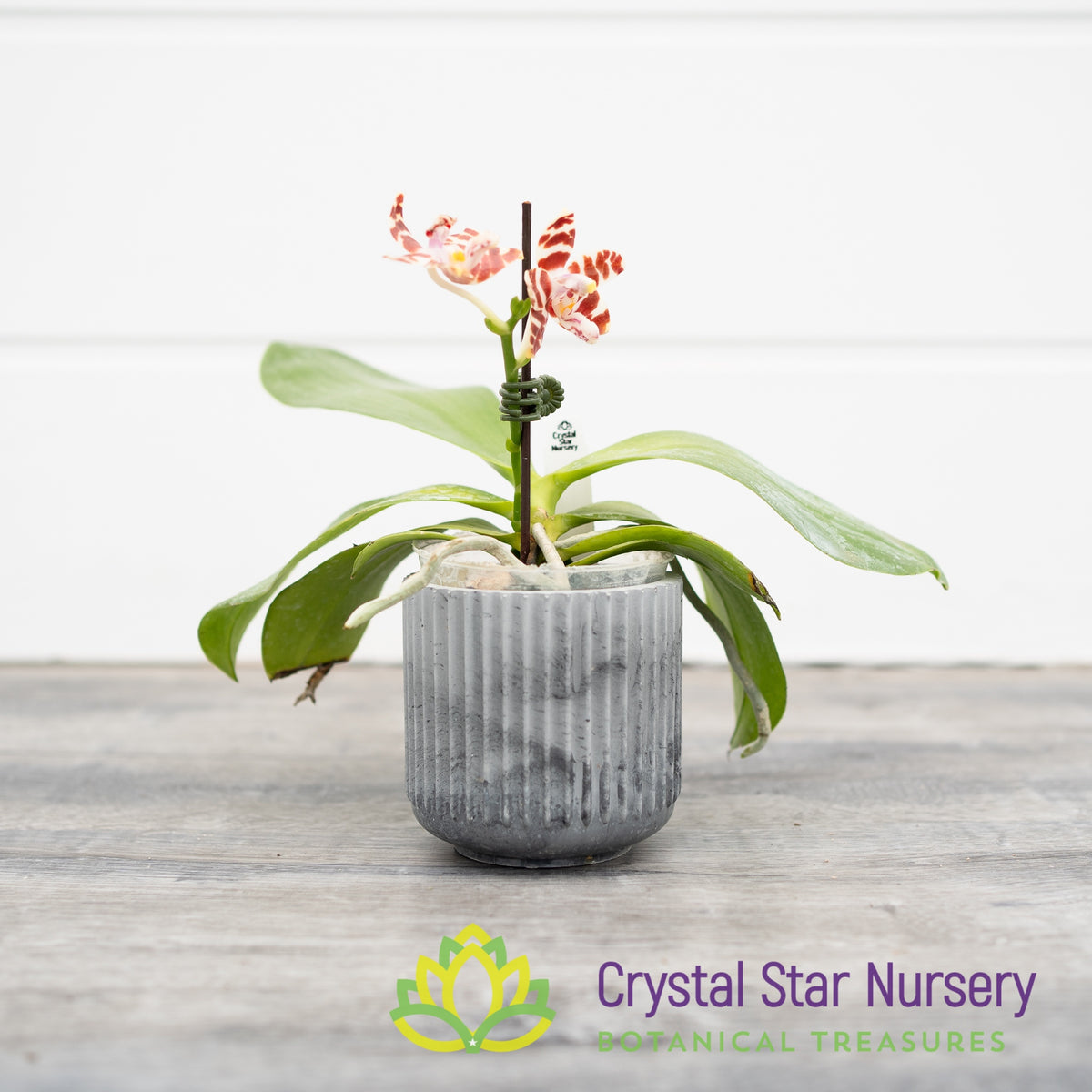 Phalaenopsis Amboinensis var Common x sib