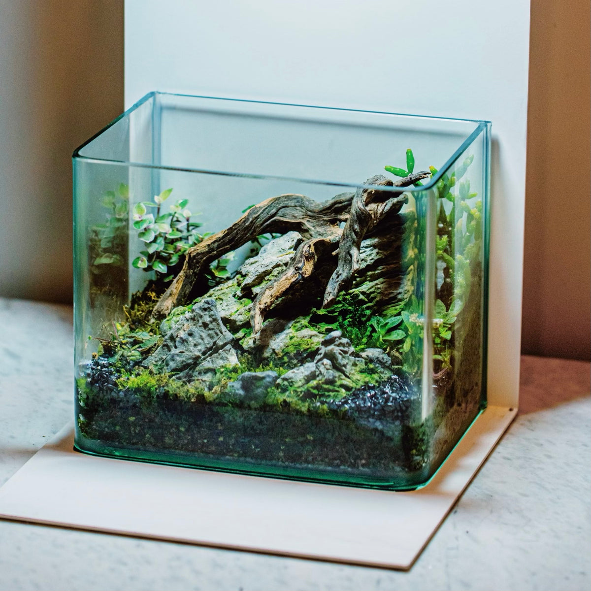 Build a Terrarium with Alexscape at CSN!