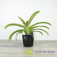 Vanda Wuttipanara Manoonya