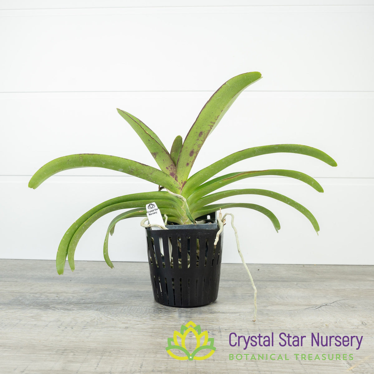 Vanda Wuttipanara Manoonya
