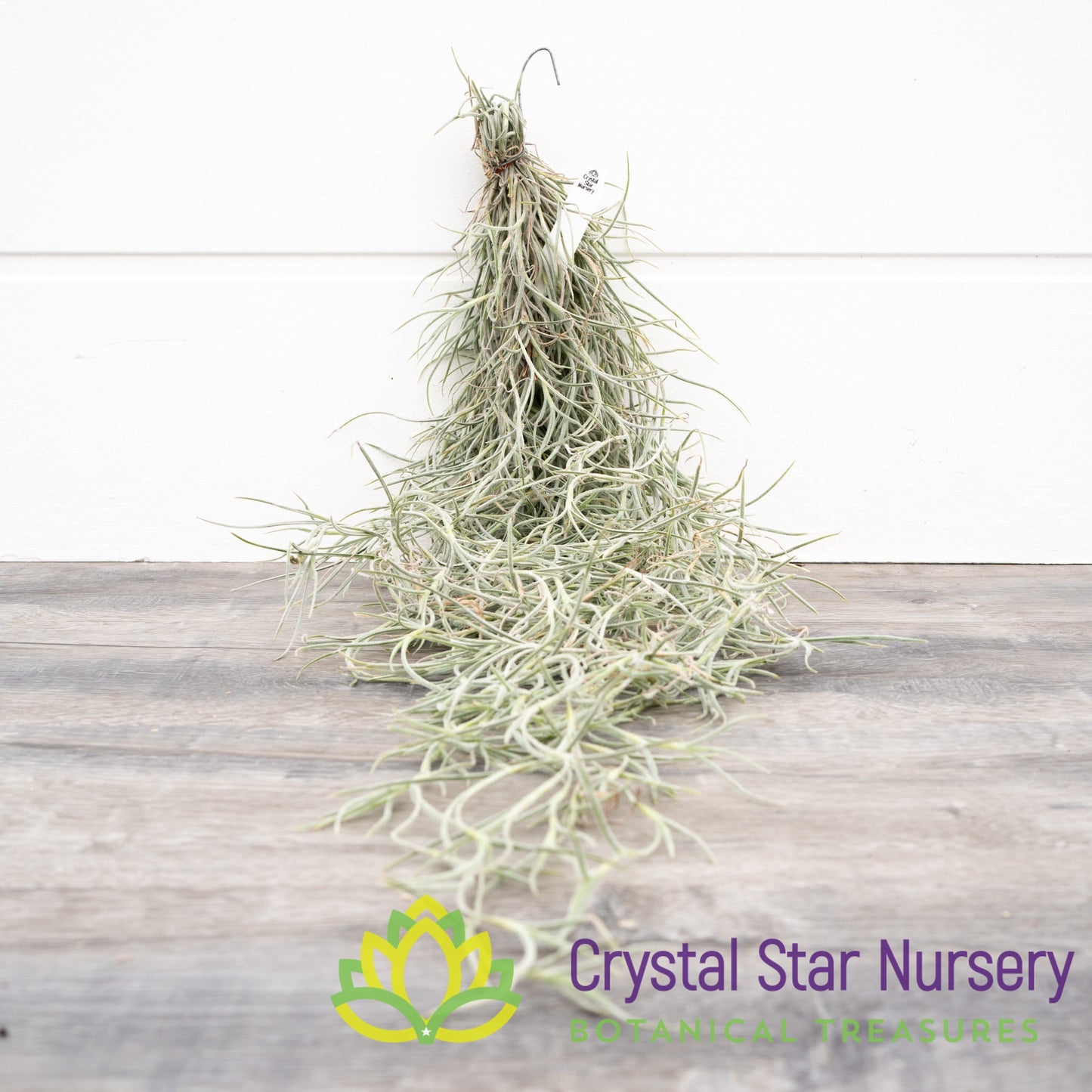 Tillandsia Usneoides Guatemala