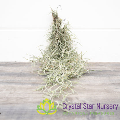 Tillandsia Usneoides Guatemala