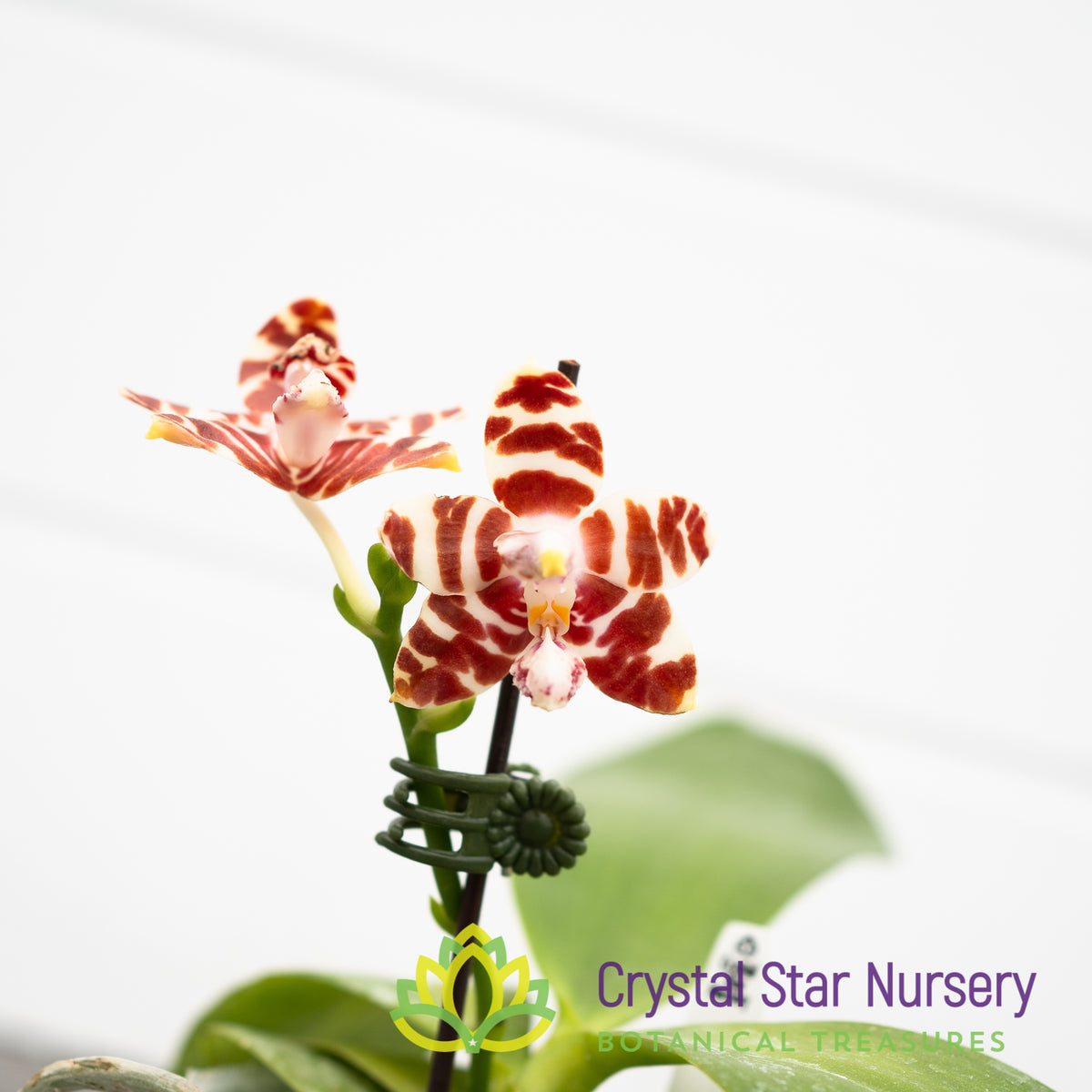 Phalaenopsis Amboinensis var Common x sib