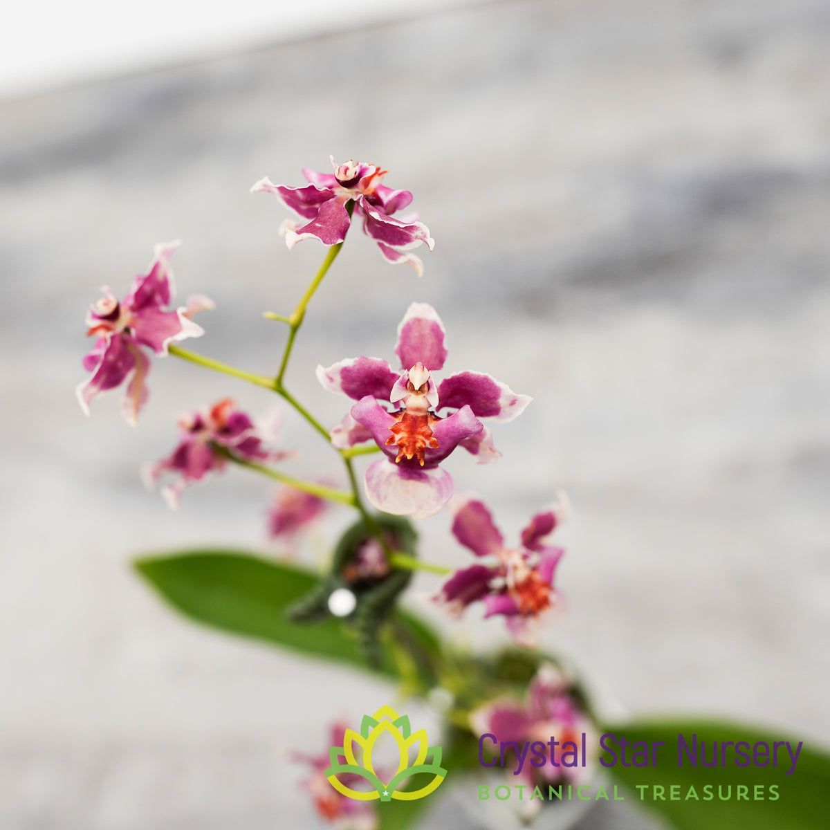 Oncidium Jairak Fragrance &#39;Chocolate&#39; (ONC-03)