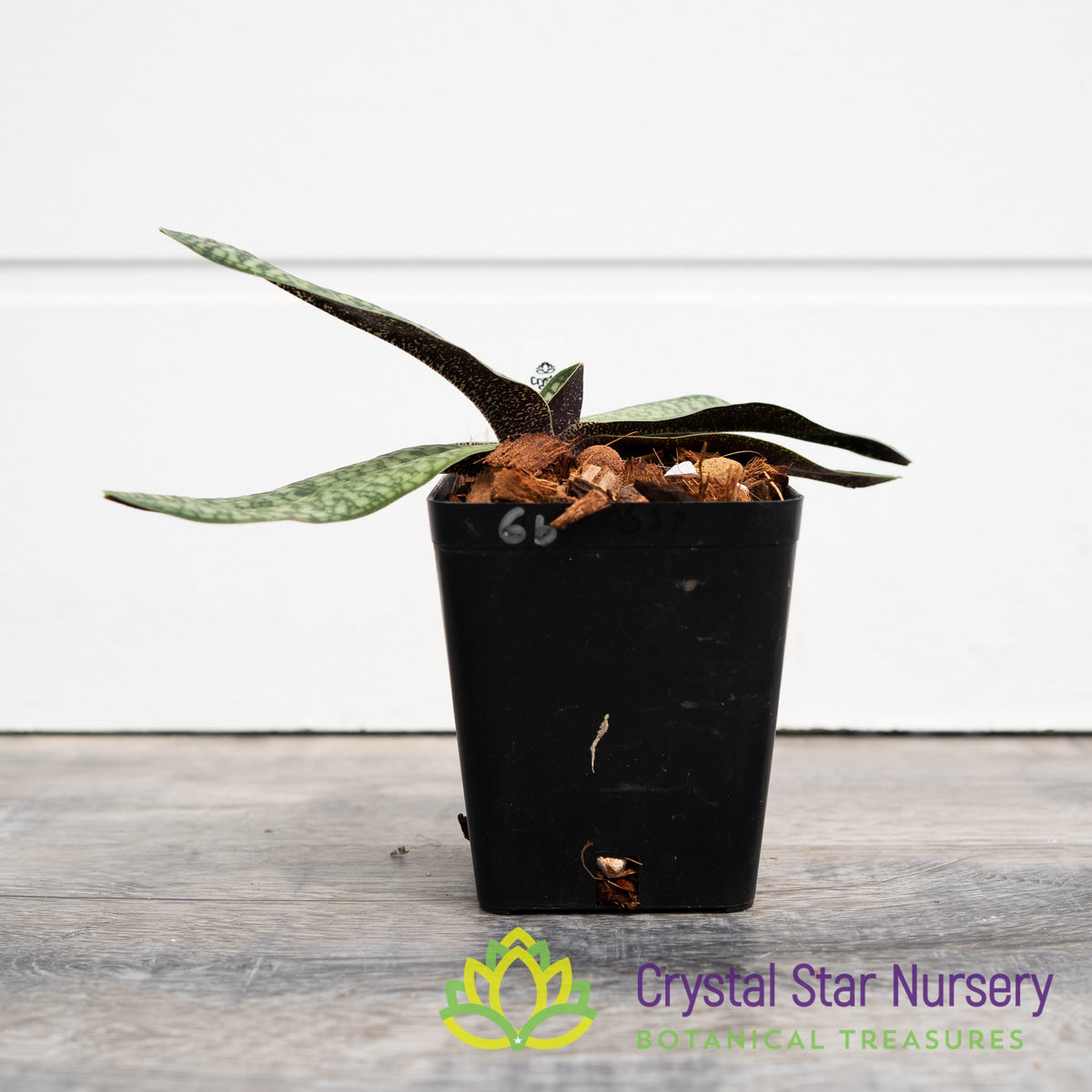 Paphiopedilum Fanaticum x Armeniacum (#6B)