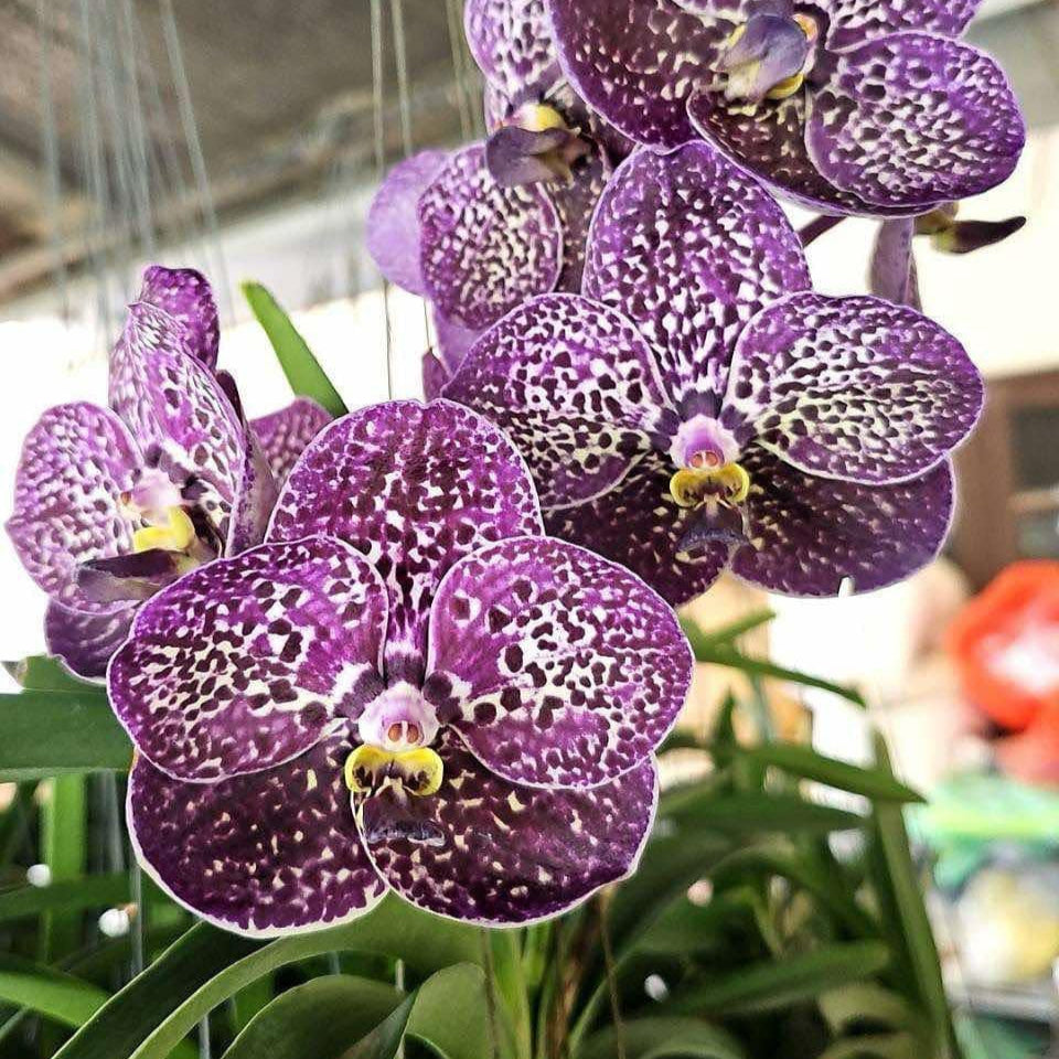 Vanda Srimahapho Star x Chao Praya Sapphire