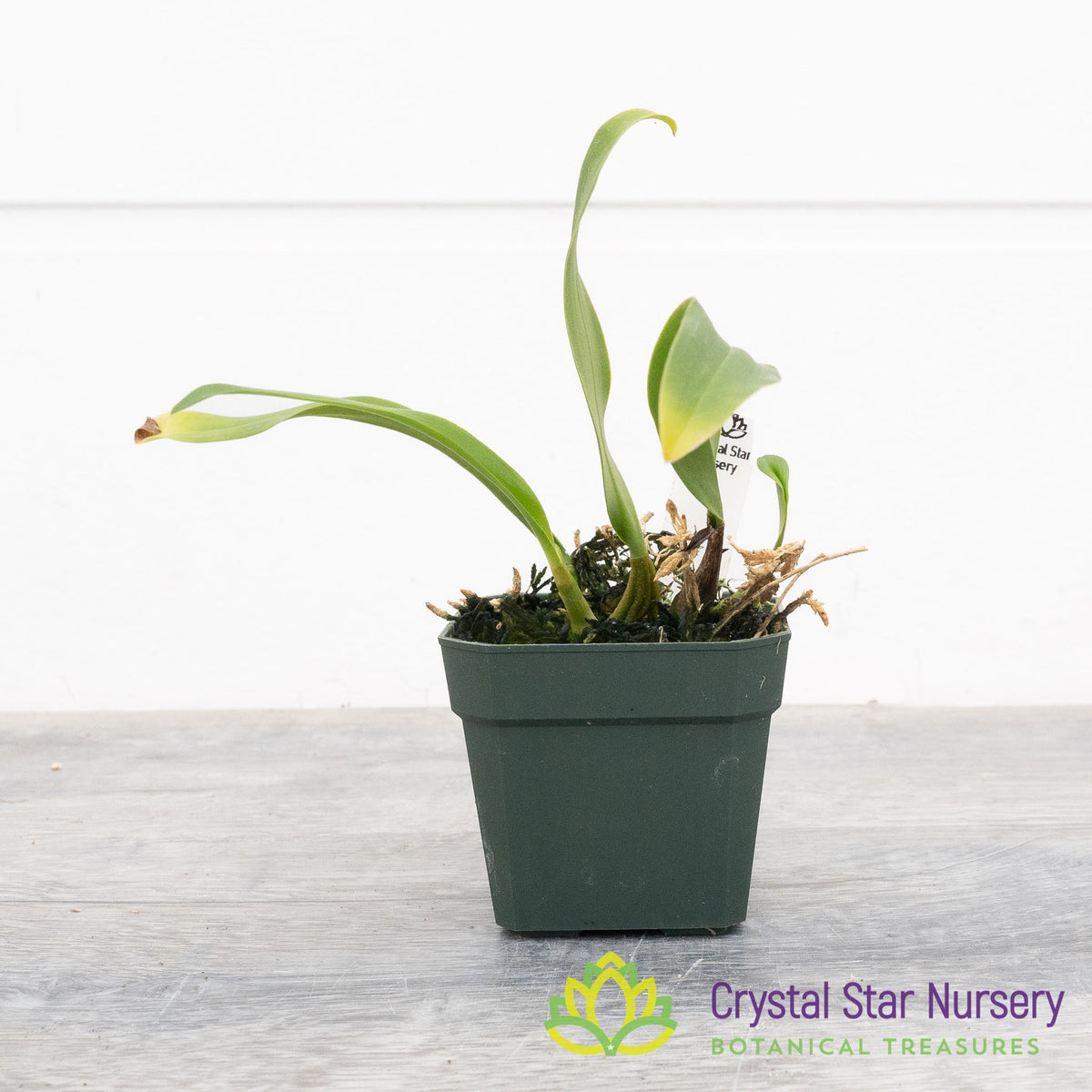 Bulbophyllum Cephalophorum