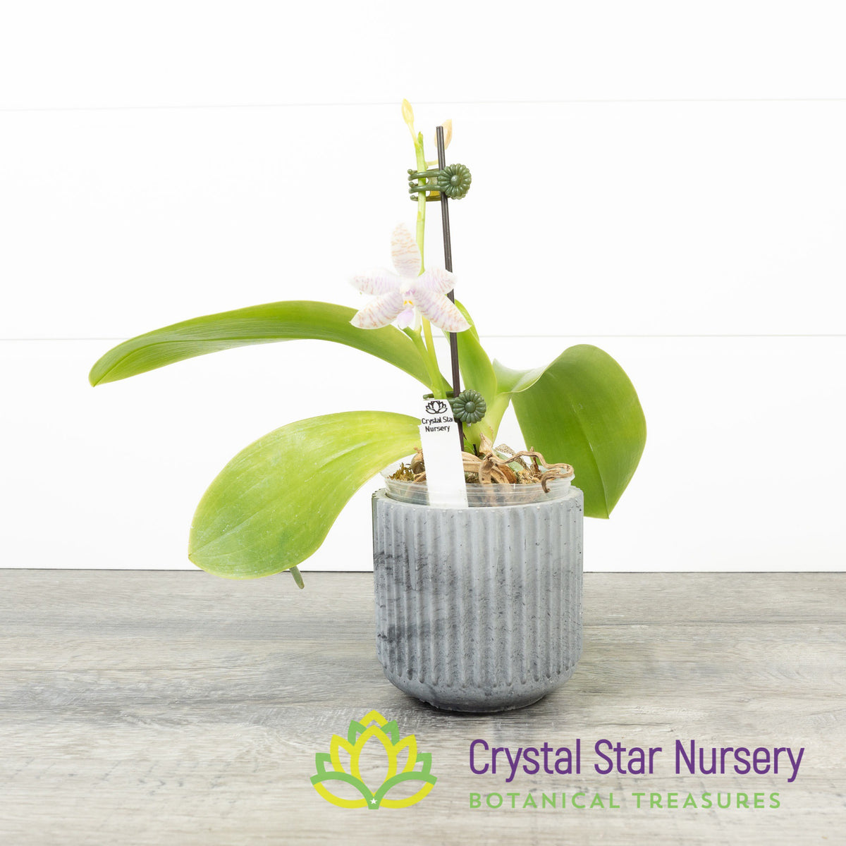 Phalaenopsis Lueddemanniana f. Alba x Lueddemanniana f. Coerulea (A01)