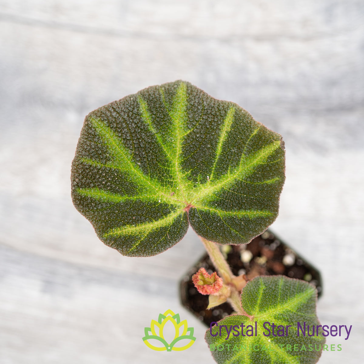 Begonia Soli-mutata