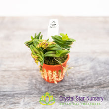 Epidendrum Schlechterianum (GH-4)