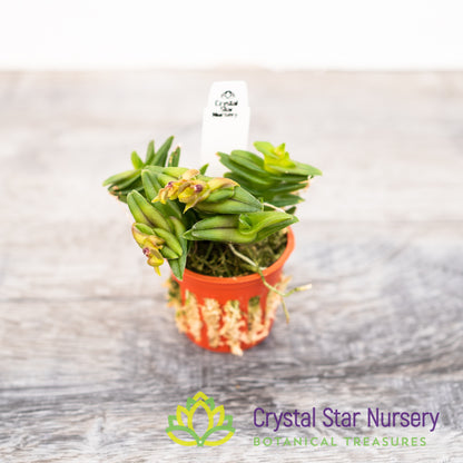 Epidendrum Schlechterianum (GH-4)