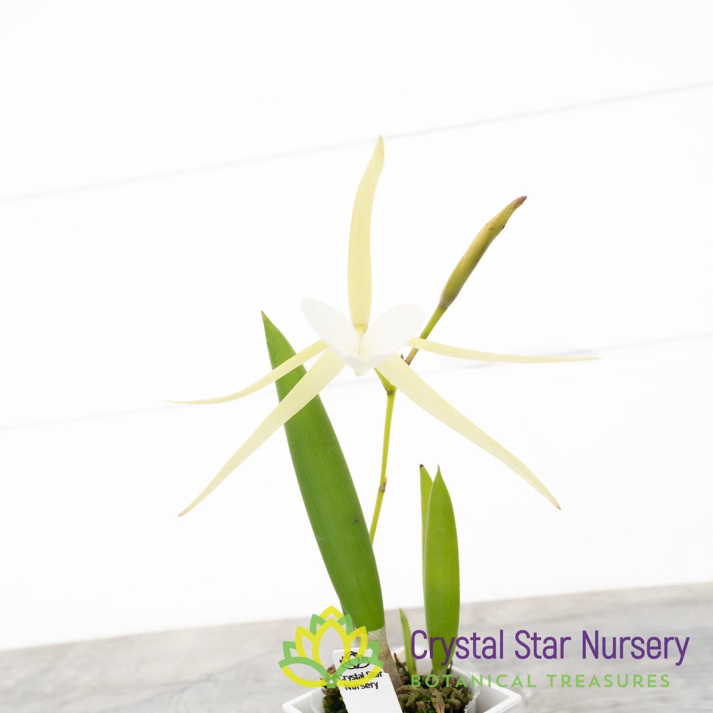 Brassavola Nodosa 4N x Nodosa '24088' (6337)