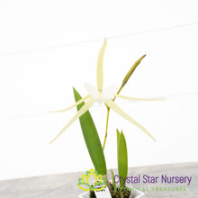 Brassavola Nodosa 4N x Nodosa '24088' (6337)