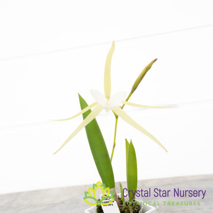 Brassavola Nodosa 4N x Nodosa '24088' (6337)