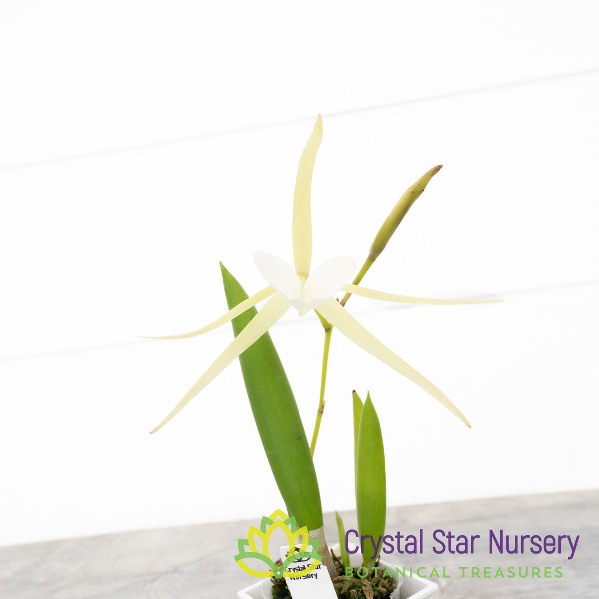 Brassavola Nodosa 4N x Nodosa &#39;24088&#39; (6337)