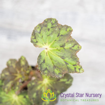 Begonia NOID (H)