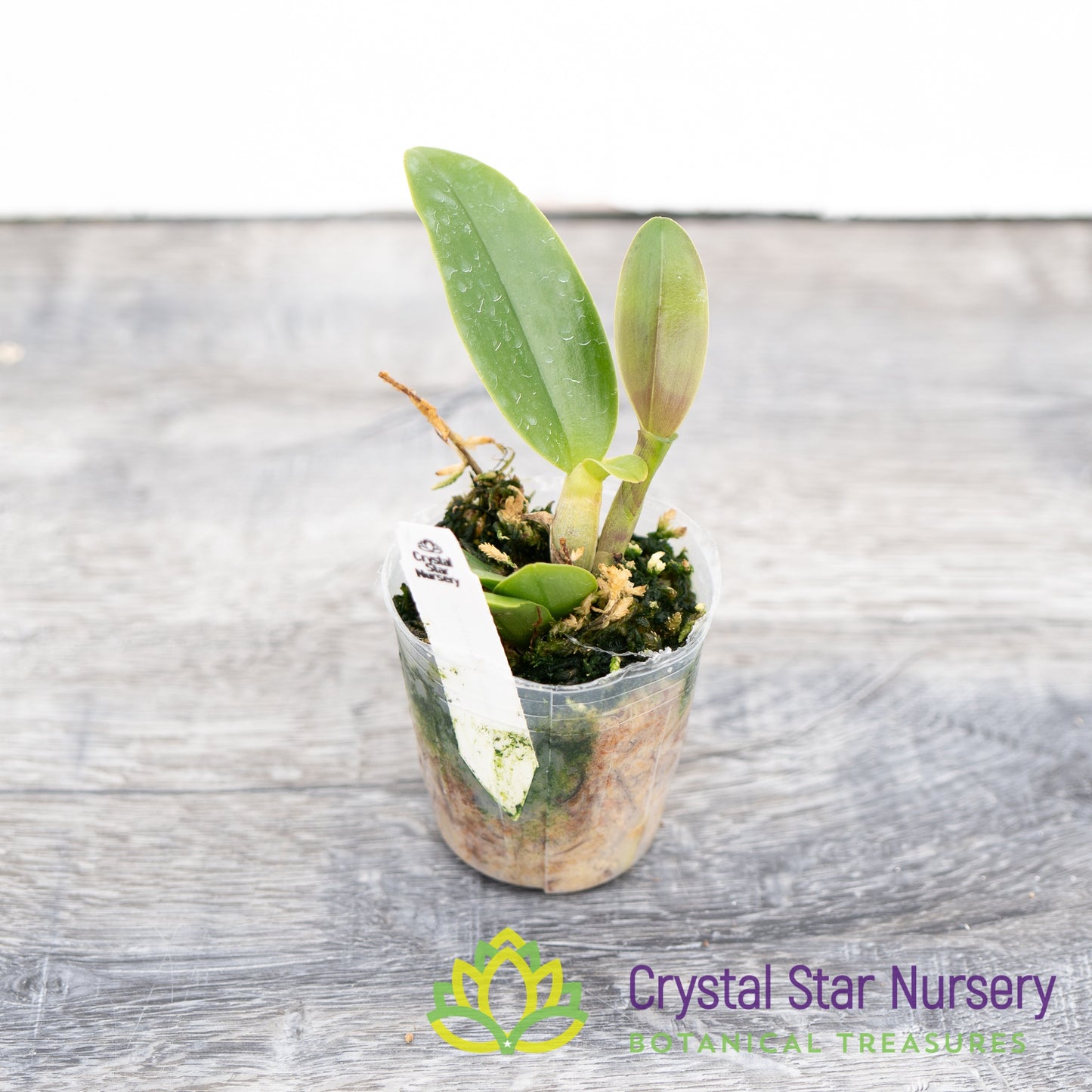 Rhyncattleanthe Netrasiri Starbright x Kauai Starbright (STC-512)