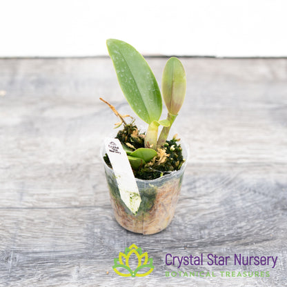 Rhyncattleanthe Netrasiri Starbright x Kauai Starbright (STC-512)