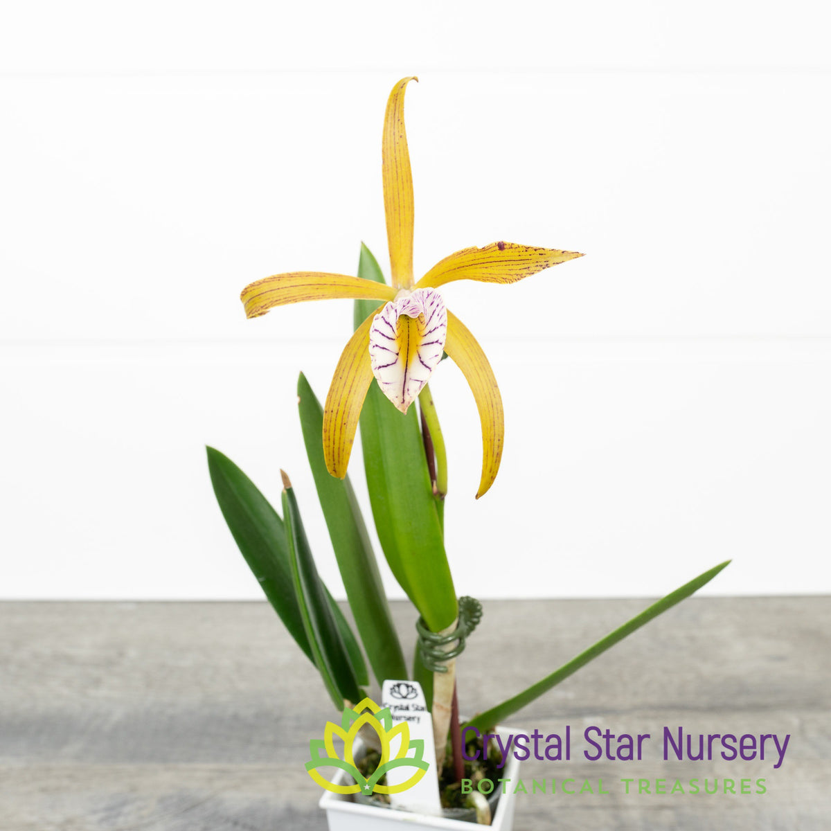 Brassocattleya Veludosa