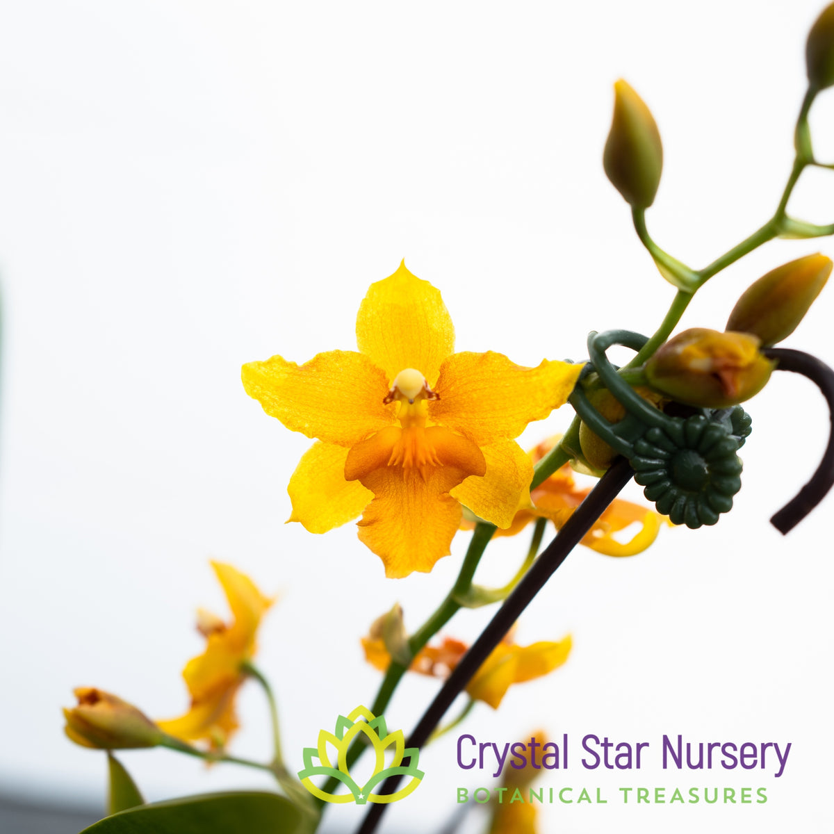 Burrageara Sunkissed ’Butter Cup’ (H978)