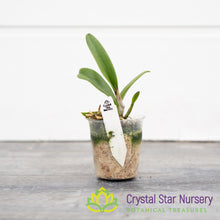 Brassocattleya Taiwan Big Lip 'Ta-Hsin' (M461)