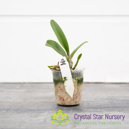 Brassocattleya Taiwan Big Lip 'Ta-Hsin' (M461)