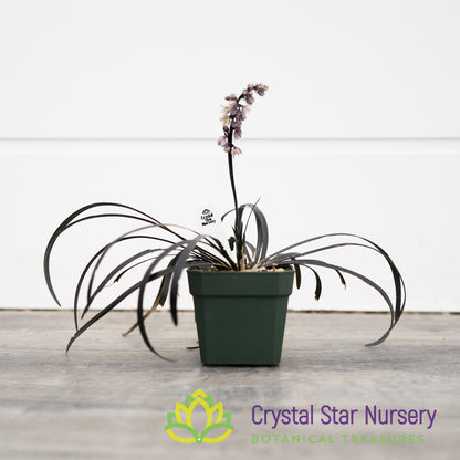 Ophiopogon Planiscapus 'Nigrescens'