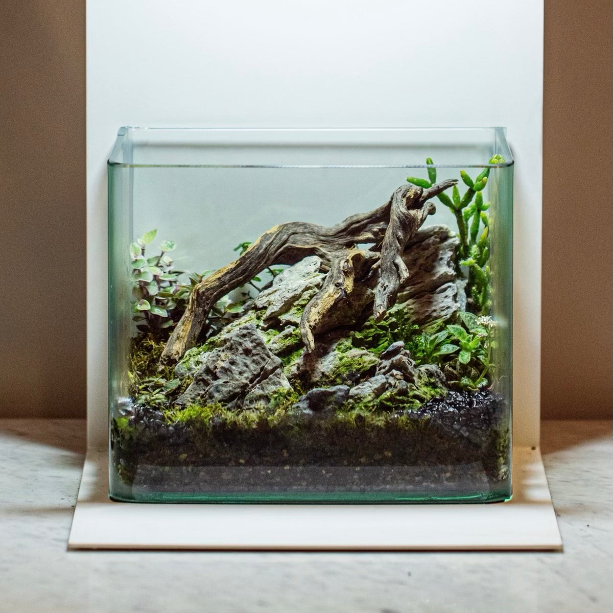 Build a Terrarium with Alexscape at CSN!