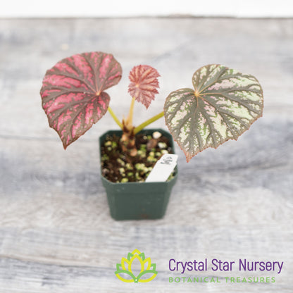 Begonia 'Candy Stripes'