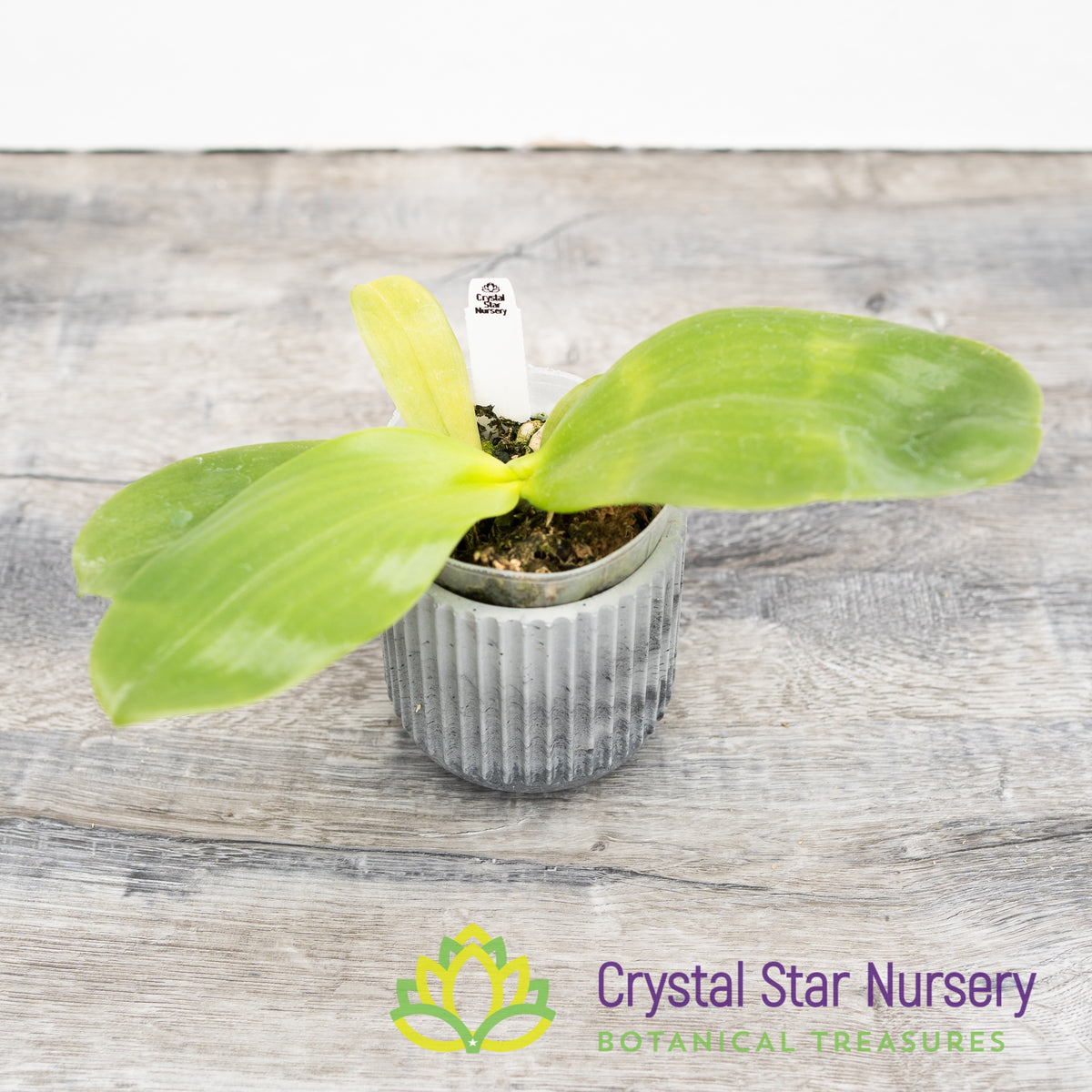 Phalaenopsis Joy Spring Canary (M9)