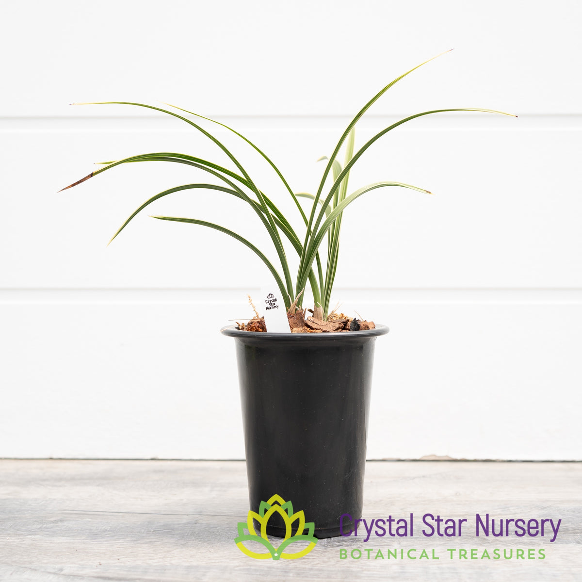 Cymbidium goeringii &#39;帝冠&#39; (#5)
