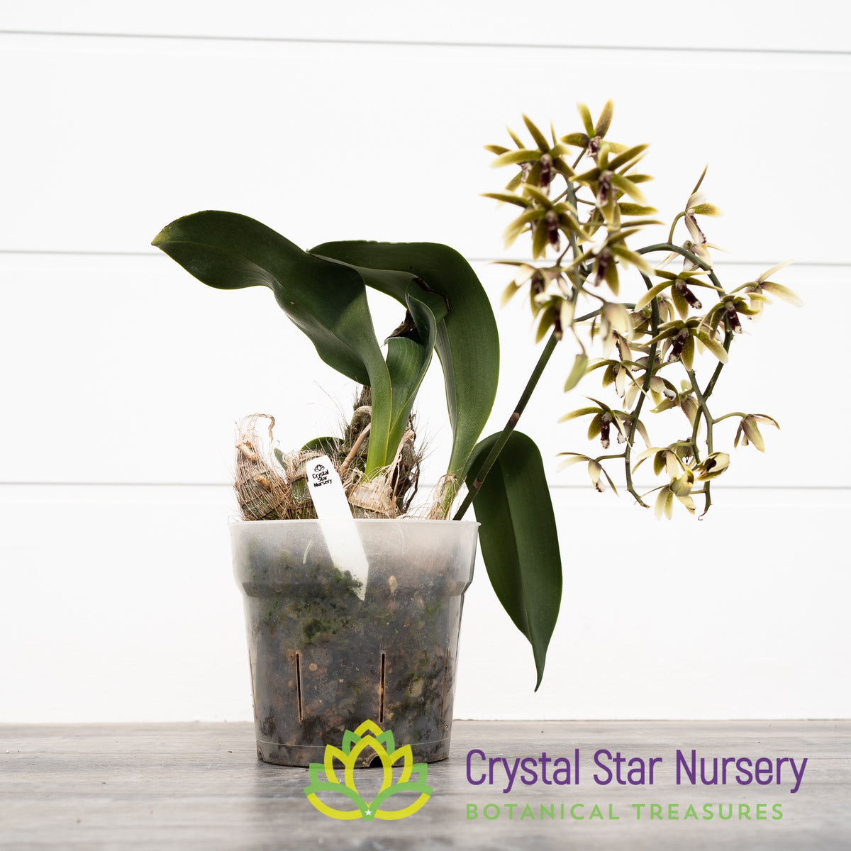 Dendrobium/Inobulbum Munificum (#14)
